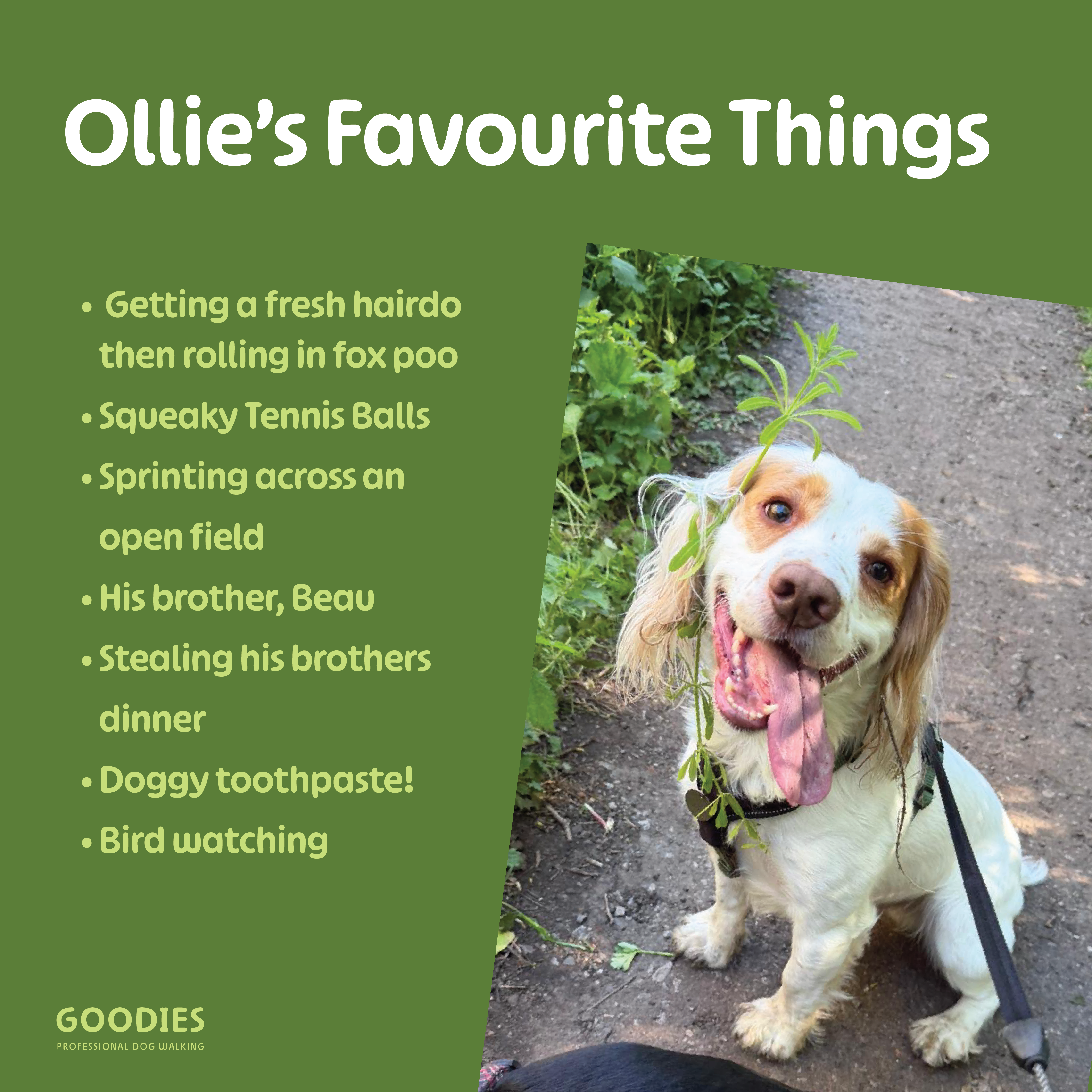 Ollie's Favourite Things — getting a fresh hairdo then rolling in fox poo, squeaky tennis balls, sprinting across an open field, his brother Beau, stealing his brother's dinner, doggy toothpaste and bird watching