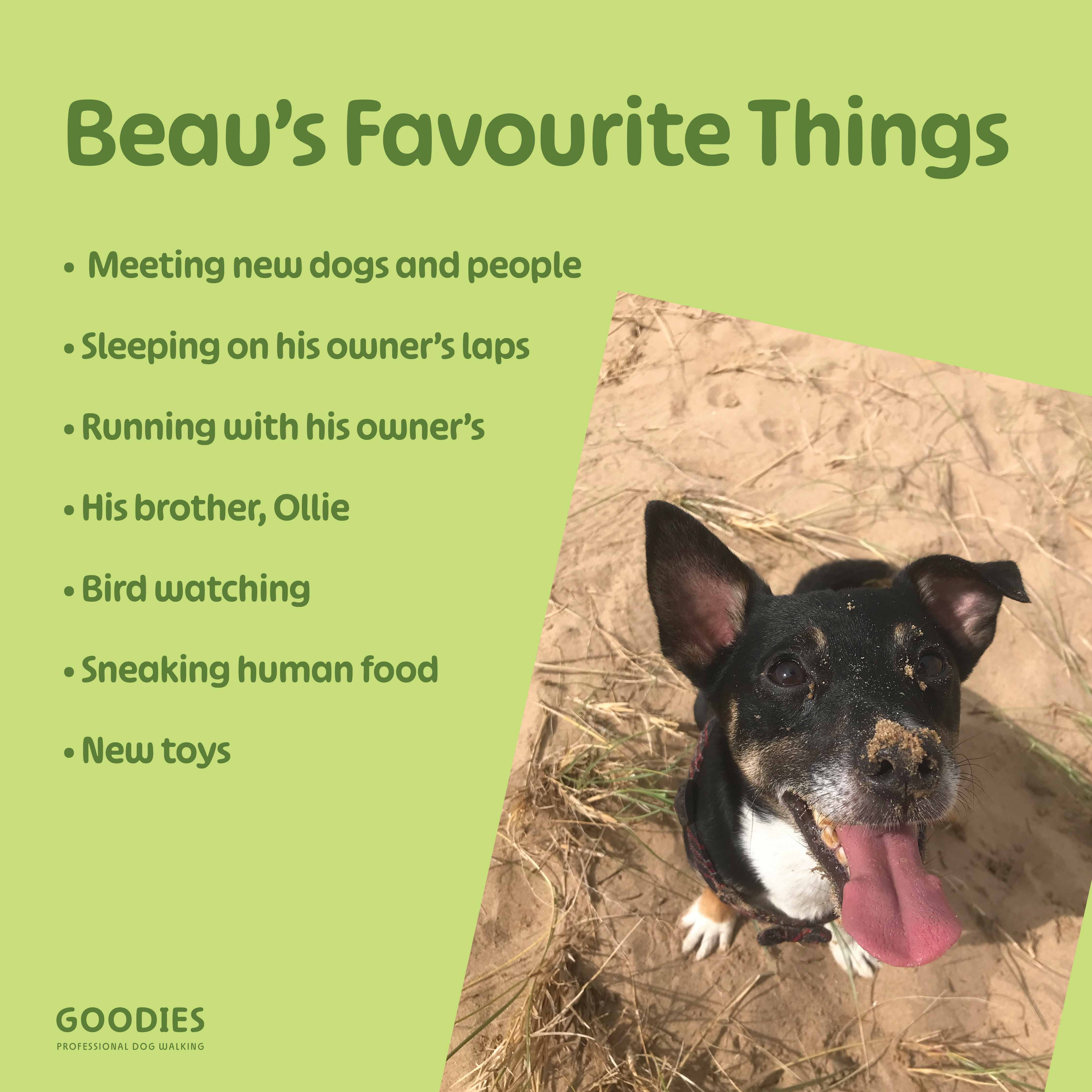 Beau's Favourite Things — meeting new dogs and people, sleeping on his owner's laps, running with his owner's, his brother Ollie, bird watching, sneaking human food and new toys